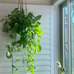 Live Pothos Plant, Pothos Live Plant from 5 to 7 Inc Tall, Houseplant Plant Gardening, 4 Inc Pot (Green)