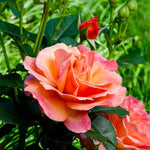 Rose Bush Live Plant, Fragrant Hybrid Tea Rose Flowers Well Rooted Plant, 5-10 Inc Tall for Planting Indoor Outdoor (Sunset Rose)