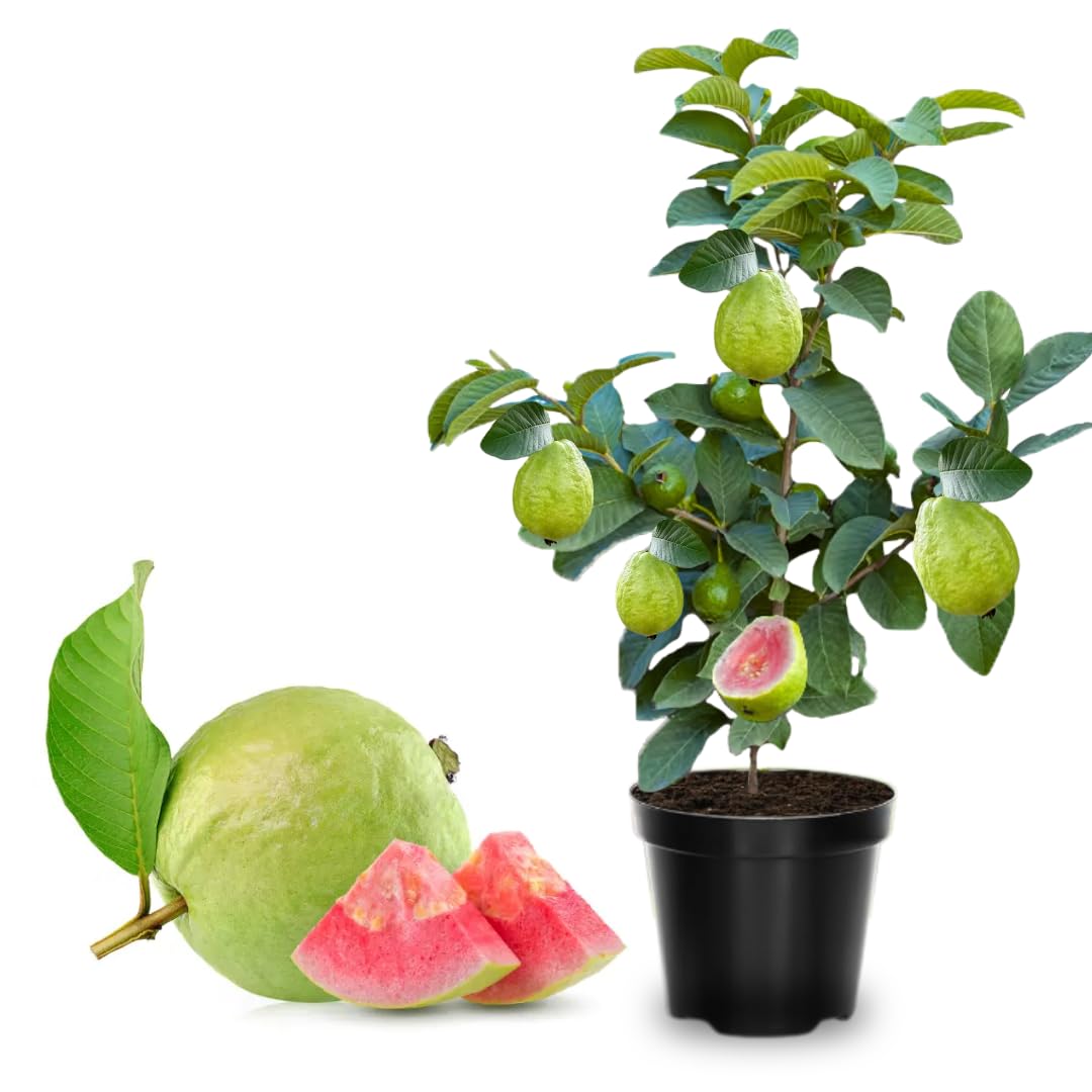 Pink Guava Tree Live Plant, 19-25 Inches Tall in Pot, Well Rooted, Ready to Bear Fruit, Large Guava Trees for Planting, 1-2 Years Old