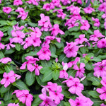 2 Pink Vinca Plants Live Ground Cover, 3-6" Tall Trailing Vinca Flowers for Garden Beds, Pots, Outdoor Landscaping, in Pot