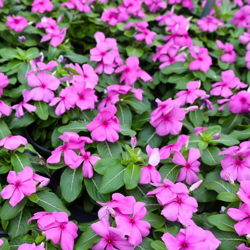 2 Vinca Plants Live Ground Cover, 3-6" Tall Trailing Vinca Flowers for Garden Beds, Pots, Outdoor Landscaping, in Pot
