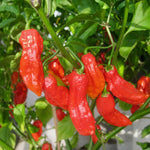 1 Large Plant Dragon Breath Pepper Live Plants Per Pot, 100 Days Old Pepper Plant Well Rooted Seedlings, Hot Peppers for Year Round Harvesting