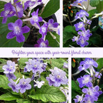 Streptocarpus Live Plant in 3.25" Pot, 5-8" False African Violet Ladyslipper Primose Plant for Spring Planting, Indoor Outdoor Home Décor (Blue White)