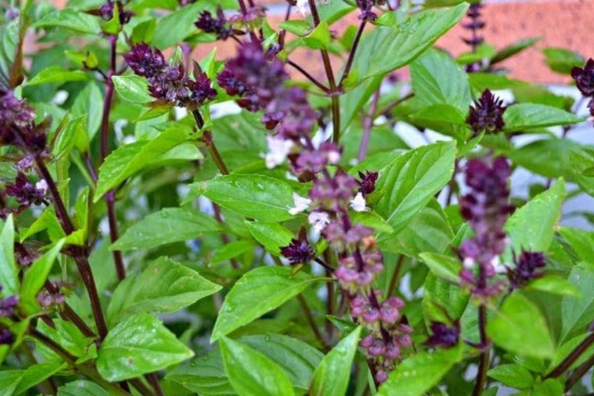 15 Basil Live Plants, Green Basil Plants Live for Planting, from 5 Inches Tall