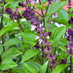 Basil Plants Live, 2 Sweet Basil Plants, Live Basil Plants, Basil Live Plants, 3 to 5 Inches Long, Basil Plant Live