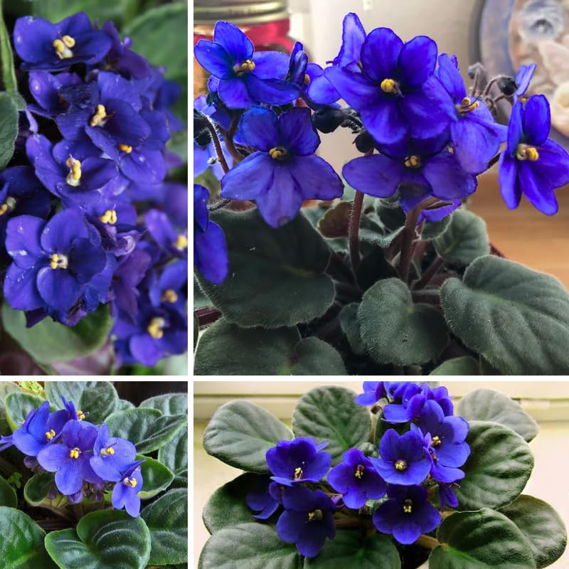 African Violet Live Plant in 4" Pot, Blue African Violets Plants Houseplant Well-Rooted, Indoor Outdoor Blooming, Holiday Flower Bush