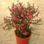 2 Pink Tea Flower Plant Live 4-8 Inches, Fragrant Tea Tree Live Plant for Patio, Garden and Container Growing