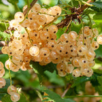 Currant Bush Live Plant, Currant Tree Live Plant for Planting, 5-10 Inch Tall, Currant Plant Live Ready to Grow Outdoors, Currant Berries Fruit Tree Starter Plant (White Currant)
