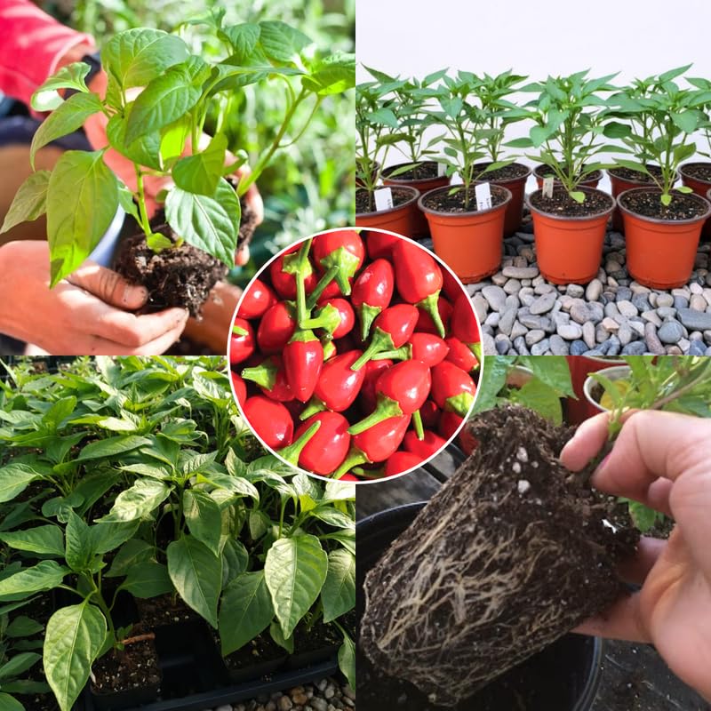 Chiltepin Pepper Plants Live for Planting, in 4" Pot, Hot Chili Pepper for Indoor and Outdoor Growing, Vegetable Home Garden