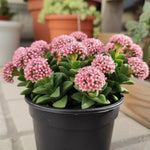 Spring Crassula Succulent Live Plant in 2 Inch Pot, Compact Succulents Full Rooted from 3-5 Inches Tall, Easy Care for
