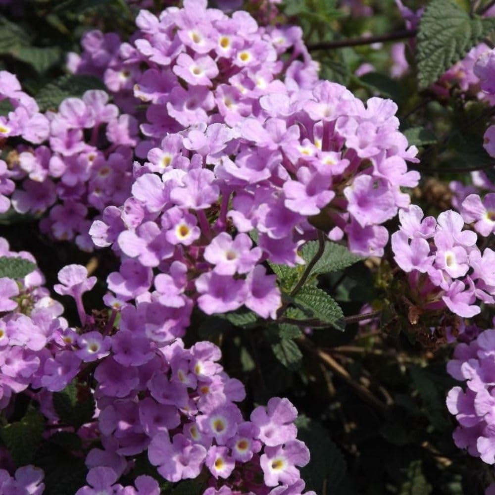 Verbena Live Plants 4 to 8 Inches Tall, Verbena Live Plant, Perennial Flower Trailing Plants for Planting, Well-Rooted Plant (Light Purple)