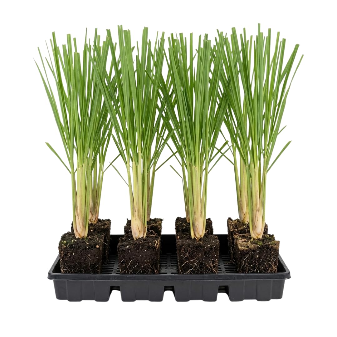 6 Fresh Lemongrass Plants Live High Yield, Live Outdoor Lemongrass, No Pot, Fresh Lemon Grass Stalks Live Plant, Herb Outside Planting