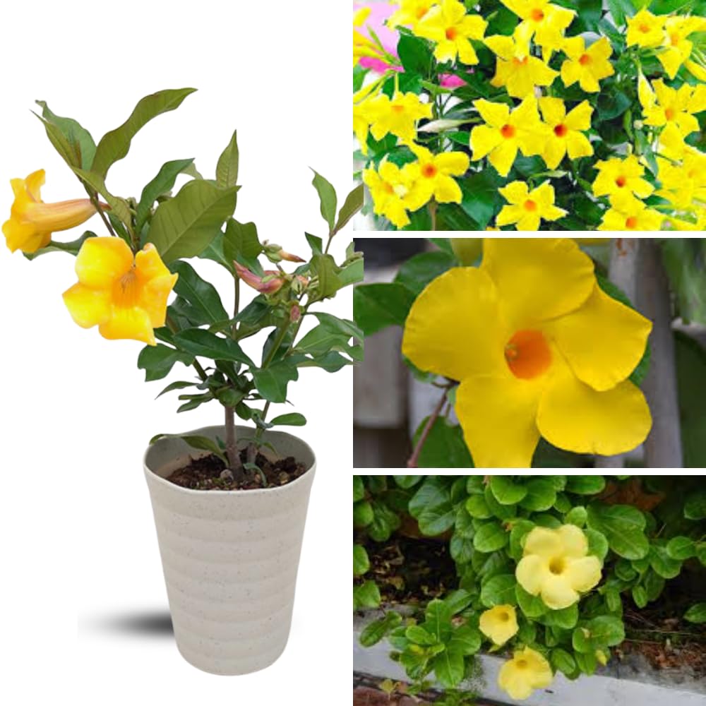 Mandevilla Plant Live, 5 to 6 Inc Tall Seedling, Yellow Mandevilla Vine Plants, Perennial Flower Mandevilla Starter Plant Indoor Outdoor Garden