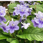 Streptocarpus Live Plant in 3.25" Pot, 5-8" False African Violet Ladyslipper Primose Plant for Spring Planting, Indoor Outdoor Home Décor (Blue White)