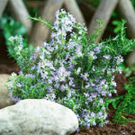 Set of 3 Blue Rosemary Plants Live, 4-8" Tall Fragrant Rosemary Herb Plant for Outdoor Garden and Containers, Well-Rooted Plants