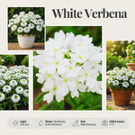 Verbena Plants Live, Verbena Plant from 4-8 Inches Tall, Long Blooming Outdoor Flower Plant for Garden Beds, Hanging Baskets and Containers (White)
