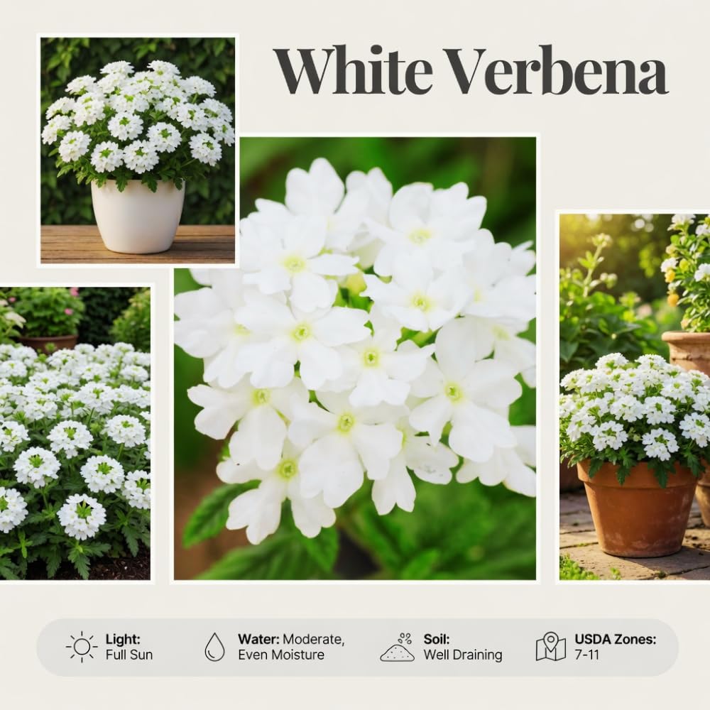 Verbena Plants Live, Verbena Plant from 4-8 Inches Tall, Long Blooming Outdoor Flower Plant for Garden Beds, Hanging Baskets and Containers (White)