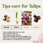 25 Tulip Bulbs for Spring Planting, Large Tulip Bulbs for Fall Planting, Flower Bulbs Garden Indoor Outdoor (Mix Double)
