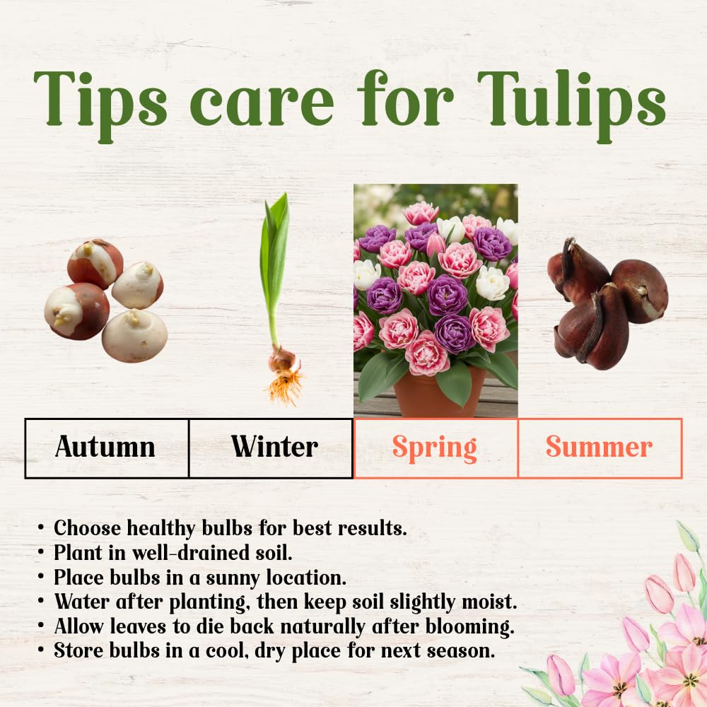 25 Tulip Bulbs for Spring Planting, Large Tulip Bulbs for Fall Planting, Flower Bulbs Garden Indoor Outdoor (Mix Double)