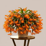 Christmas Cactus Plant Live, Starter Holiday Thanksgiving Cactus Plant for Indoor Outdoor Houseplants, Fasle Easter Cactus Plants Like, Cold Hardy, 5-9" in Tall (Orange)