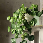 Money Plant Live Houseplant 4-6 Inches Tall, Pilea Peperomioides Plant, Money Indoor Plant for Beginners and Collectors