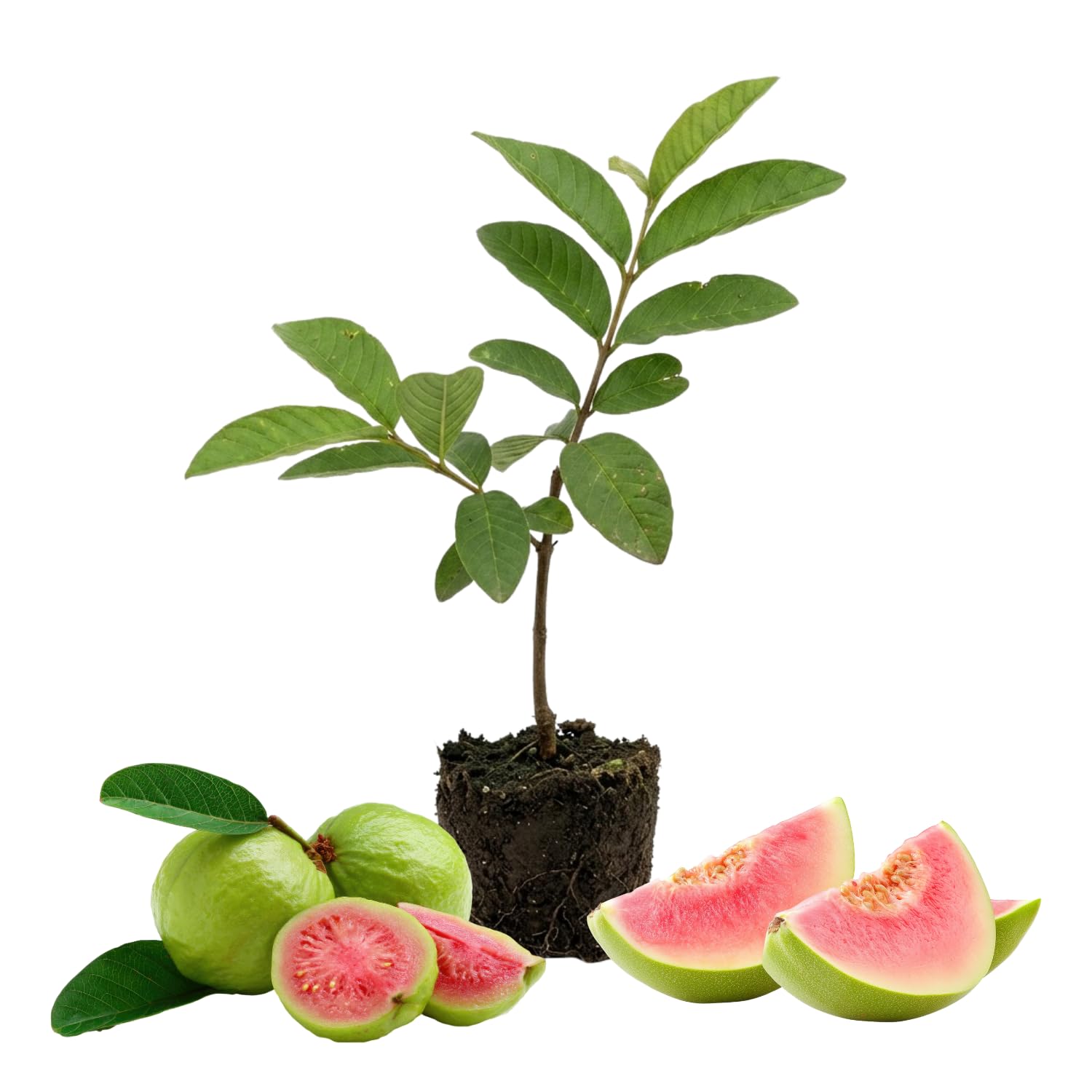 Pink Guava Tree Live Plant 4–7 Inches Tall, Sweet Guava Fruit Tree Seedling, Tropical Outdoor or Container Plant