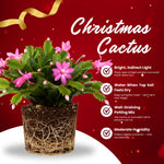 Christmas Cactus Plant, Thanksgiving Cactus in 4” Pot, Colorful Holiday Blooms, Indoor Gardens Growing (Pink Christmas Cactus)