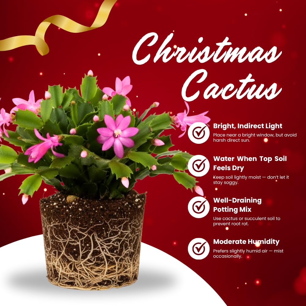 Christmas Cactus Plant, Thanksgiving Cactus in 4” Pot, Colorful Holiday Blooms, Indoor Gardens Growing (Pink Christmas Cactus)