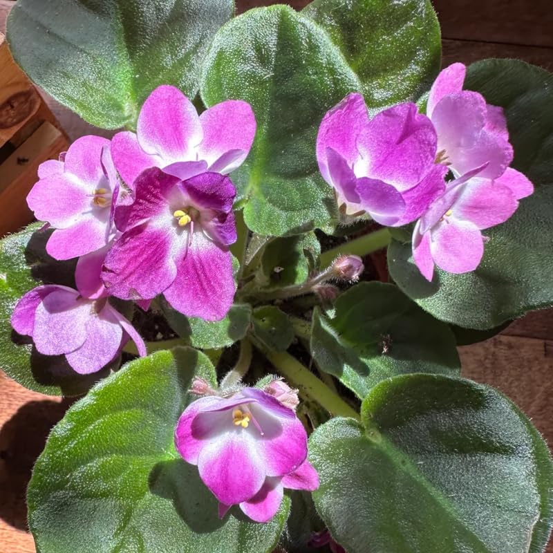 Pink White African Violet Live Plant, 4 Inch Pot African Violets Live Plant, Live Afican Violets Plants, Pink Flowering African Violets Live Plants Indoor Garden, Perennial Live African Violet Plants