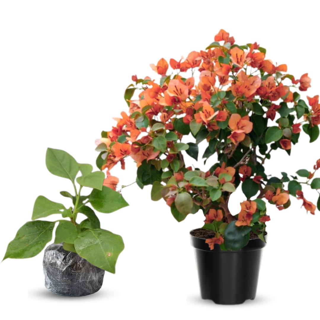 Combo 2 Bougainvillea Plants Live Trees, Outdoor Bougainvillea Plant for Trailing Flowering Vines or Bush Tree, 5-10” Tall, Well-Rooted Bougainvillea Orange