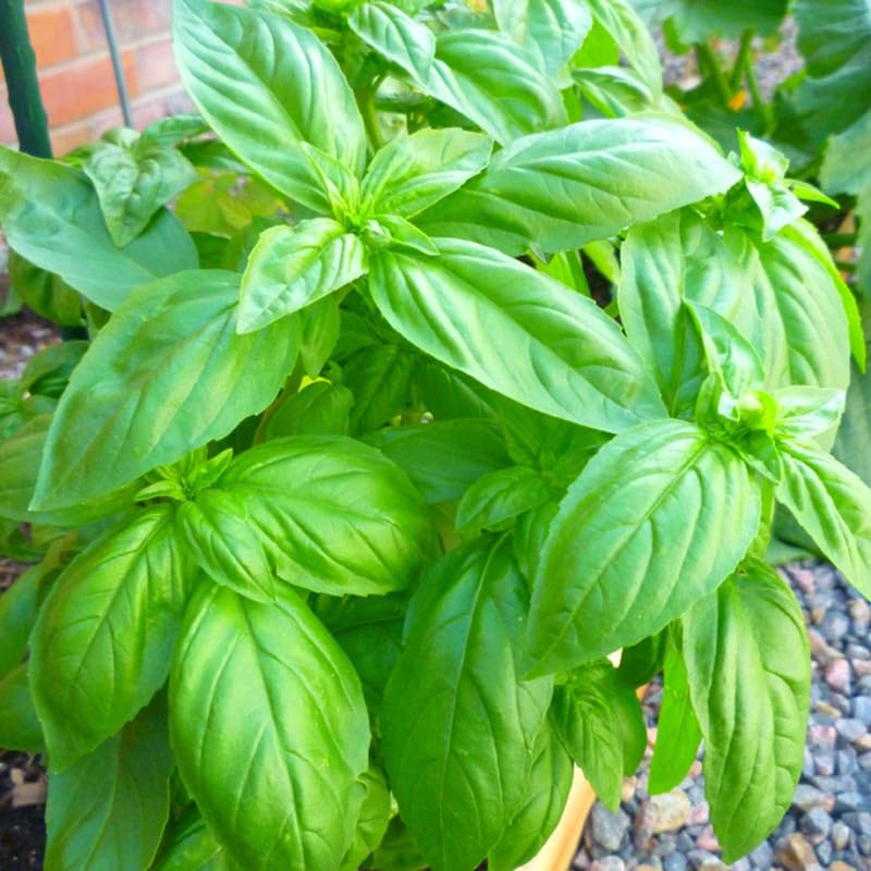 15 Sweet Basil Plants Live, Basil Live Plant, Basil Herb Plant, 4 to 5 Inc Tall in 4 Inc Pot