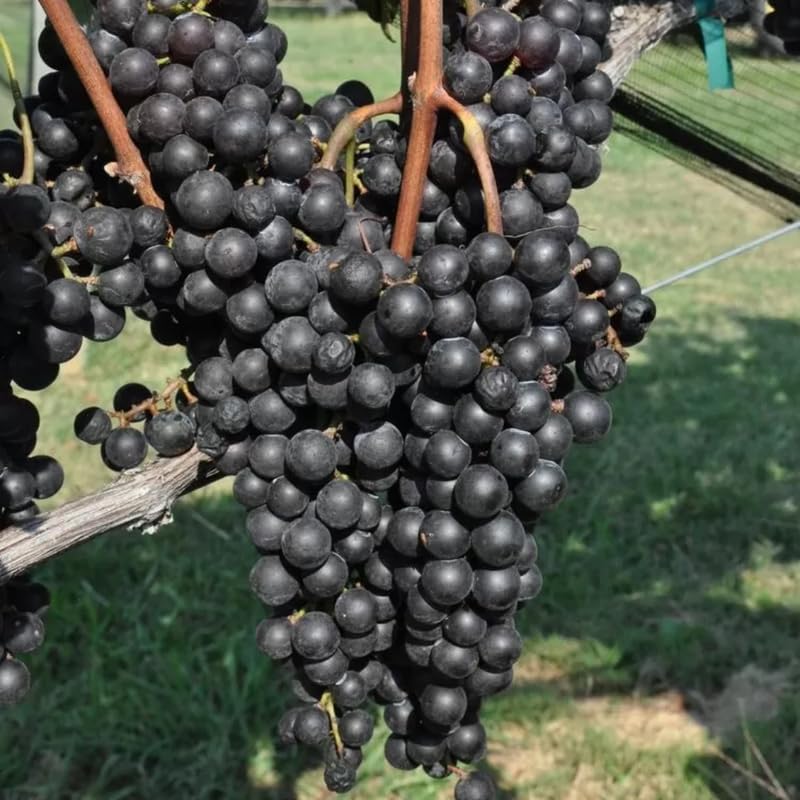 Random Grape Vines Live Plants for Planting, 5-10" Grape Tree for Outdoor Garden, Dormant in Winter, Cold Hardy, Sweet Flavor