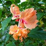 Hibiscus Plants Live, Hibiscus Plants Live, Easy to Plant, Hibiscus Tree Live Plant, Perennial Flower Tree, Peach Hibiscus