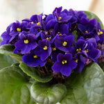 Dark Blue African Violet Live Plant, 4 Inch Pot African Violets Live Plant, Live Afican Violets Plants, Flowering African Violets Live Plants Indoor Garden, Perennial Live African Violet Plants