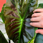Colocasia Live Plant, 4-8'' Tall, Elephant Ear Plant, Esculenta Taro Alocasia Housplant, Indoor Outdoor Planting (Glossy)