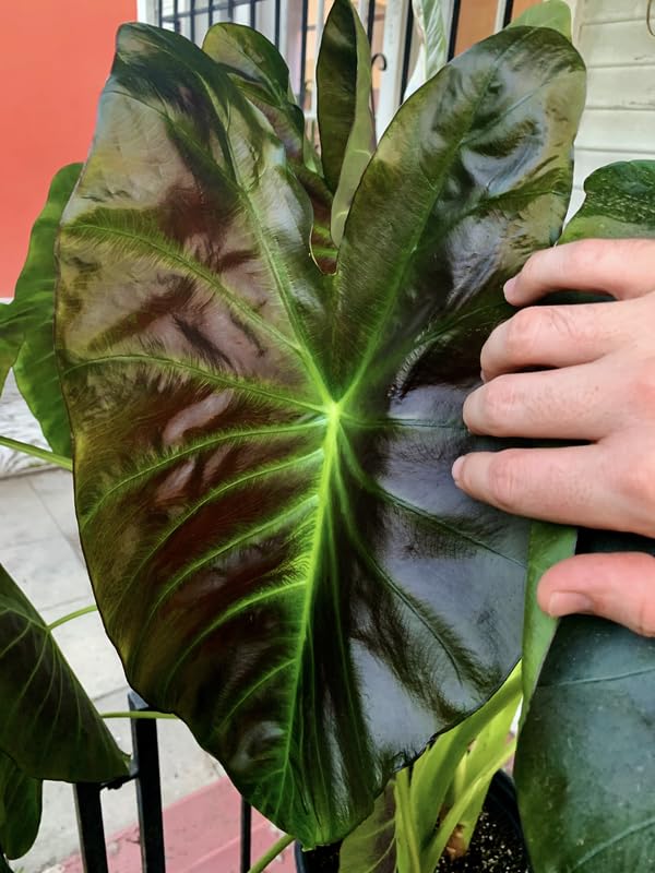 Colocasia Live Plant, 4-8'' Tall, Elephant Ear Plant, Esculenta Taro Alocasia Housplant, Indoor Outdoor Planting (Glossy)