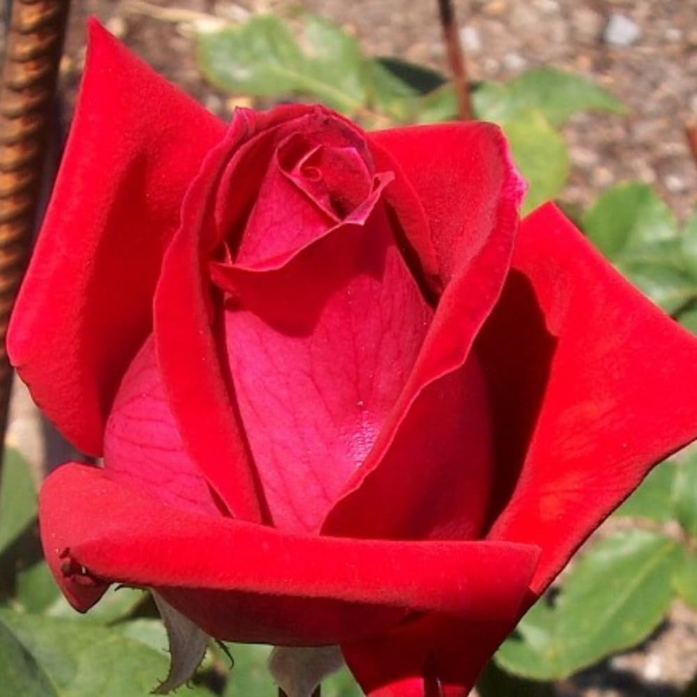 Rose Plant Live, Rose Bush Live Plant, Fragrant Flowers Ready to Plant, 5-9 Inch Height, Well-Rooted, No Pot (Red Rose)
