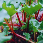 Pack 5 Rhubarb Plants Roots for Planting, Common Rhubarb Roots Live Plant, Vegetable Plant, 4 to 6 Inches Tall Garden