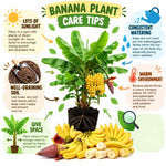 Grand Nain Banana Tree Live Plant, Edible Fruit, 4-6" Tall