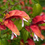 Set 3 Shrimp Plants for Planting, 4-9 Inches, Live Shrimp Shrub Plant Ready to Grow Outdoor, Red Blooms