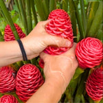 10 to 15 Shampoo Ginger Live Rhizomes Plant, 1 Lb Fresh Awapuhi Red Ginger Rhizomes Roots, Zerumbet Pinecone Zingiber Ginger Lily, Cold Hardy