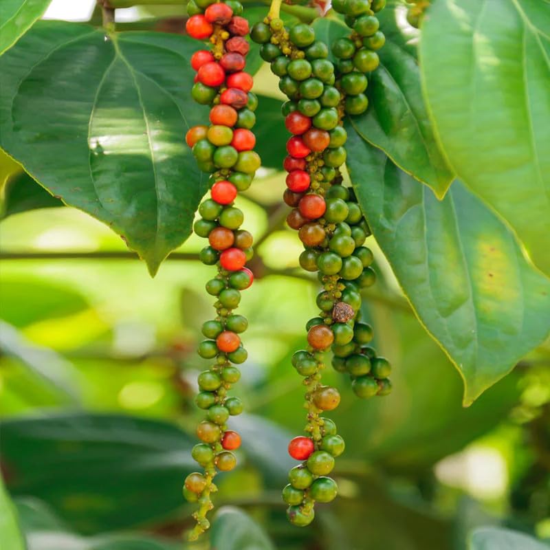 Pepper Plant Live, Piper Nigrum Black Pepper Live Plant, 4 to 7 Inches Tall, Live Pepper Plant, Herb Plant for Garden, Pepper Well Rooted