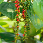 02 Black Pepper Plants Live, 4 to 6 Inches Tall, Live Pepper Plant, Piper Nigrum Black Pepper Live Plant, Herb Plant for Garden, Pepper Starter Plant