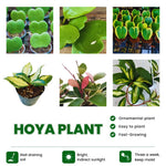 Combo 2 Hoya Live Plants, Hoya Kerrii Heart Plant, Hoya Carnosa Tricolor Houseplant Indoor Planting 4-7 Inch Tall