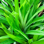 Pandanus Amaryllifolius Plant Live, Pandan Live Plant from 4 Inc Tall, Succulent Plant Live Outdoor Indoor