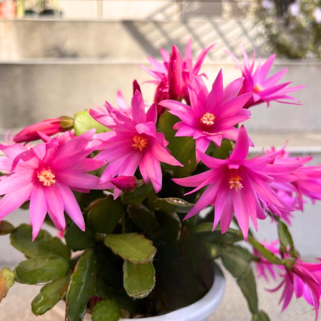 2 Pink Easter Cactus Plants Live, Christmas Cactus Thanksgiving Cactus Plants Live, Well-Rooted Cold Hardy, Holiday Cactus for Indoor Outdoor Planting, 4-8 Inc Tall, Starter Tree