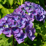 Hydrangea Plant Live Tree, Blooming Garden Bush Hardy Hydrangea Shrub, Pink to Blue Purple Flowering Plant Indoor Outdoor Well-Rooted 5-9 Inc Tall, Stater Plant
