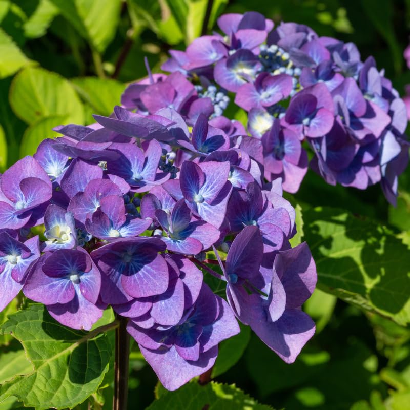 Hydrangea Plant Live Tree, Blooming Garden Bush Hardy Hydrangea Shrub, Pink to Blue Purple Flowering Plant Indoor Outdoor Well-Rooted 5-9 Inc Tall, Stater Plant