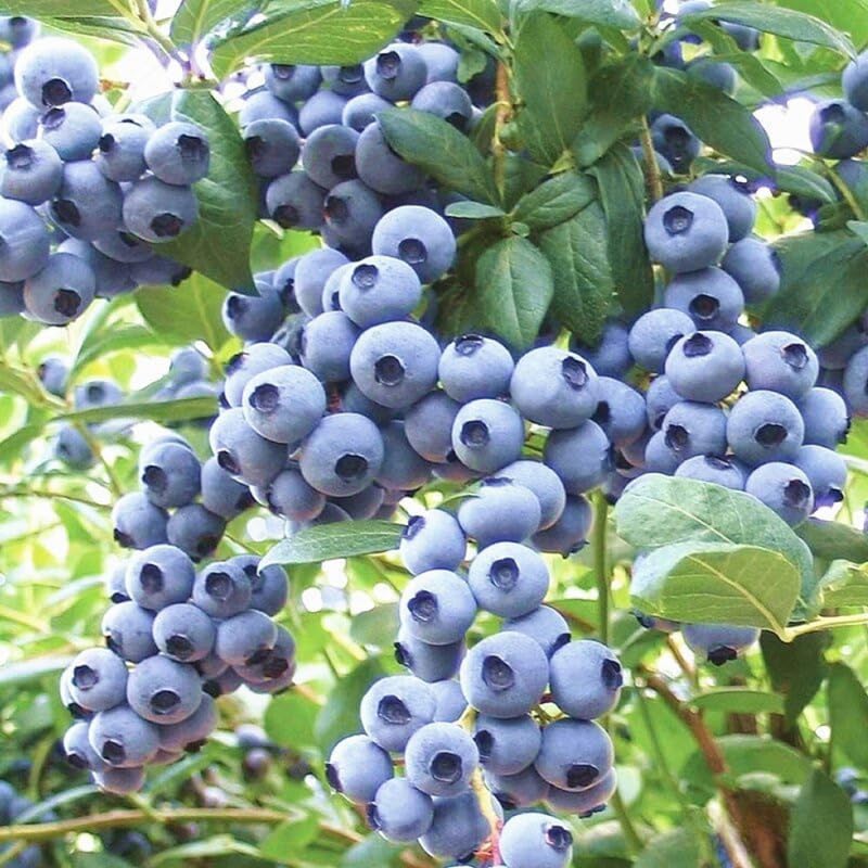 3 Common Blueberry Bushes Seedlings, High-Yield Blueberry Trees Live Plants, 6 Months Old, Starter 3-6" in Tall, Cold Hardy Zones 4-7