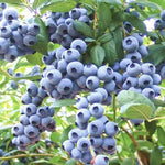 3 Cold Hardy Blueberry Bushes Seedlings, High-Yield Blueberry Trees Live Plants, 6 Months Old, Starter 3-6" in Tall, Cold Hardy Zones 4-7